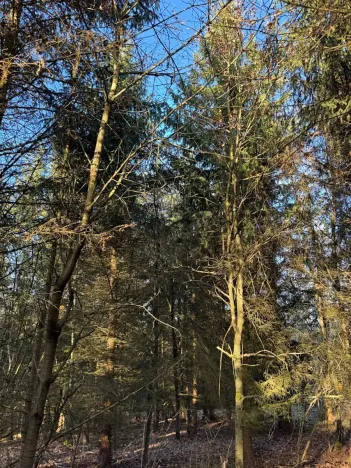 Prodej lesa, Poleň, 11901 m2