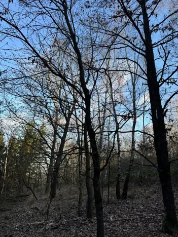 Prodej lesa, Poleň, 11901 m2