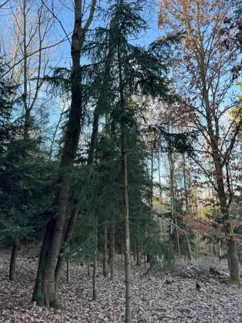 Prodej lesa, Poleň, 11901 m2