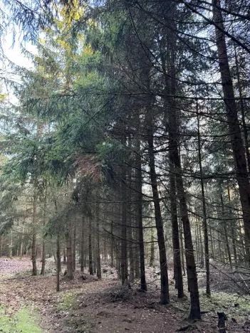 Prodej lesa, Poleň, 11901 m2