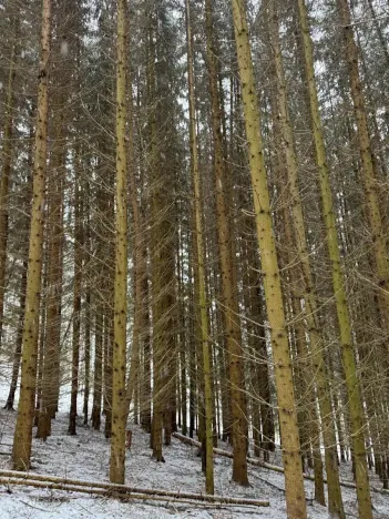 Prodej lesa, Velké Losiny, 7690 m2