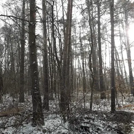 Prodej lesa, Řípec, 27546 m2
