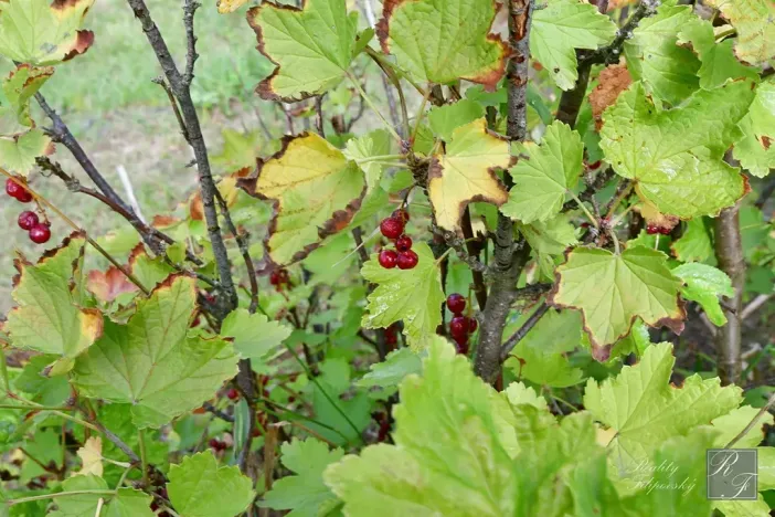 Prodej chaty, Chlumec, 11 m2