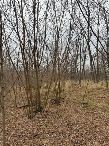 Prodej podílu lesa, Lesonice, 1518 m2