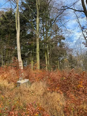 Prodej lesa, Ludmírov, 9585 m2