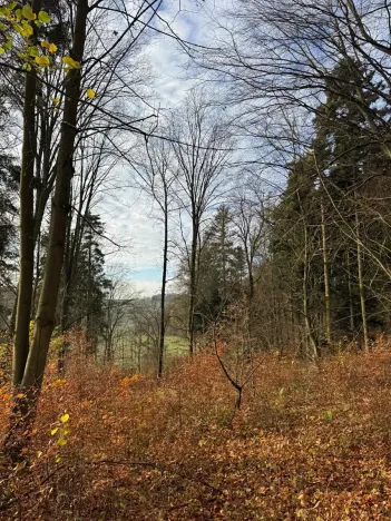 Prodej lesa, Ludmírov, 9585 m2