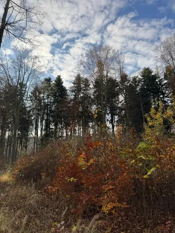 Prodej lesa, Ludmírov, 9585 m2