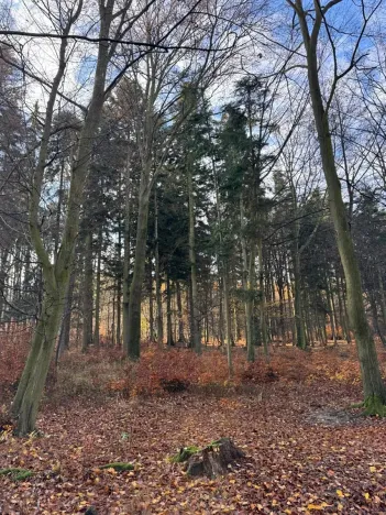 Prodej lesa, Ludmírov, 9585 m2