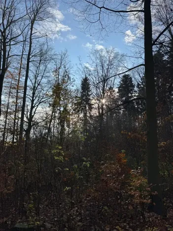 Prodej lesa, Ludmírov, 9585 m2