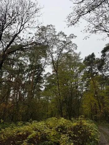 Prodej lesa, Budyně nad Ohří, 3763 m2