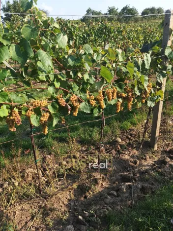 Prodej pozemku, Mutěnice, 3399 m2