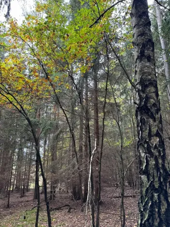 Prodej lesa, Chrášťany, 11900 m2