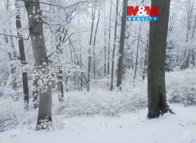 Prodej lesa, Řepníky, 562 m2
