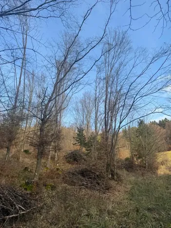 Prodej lesa, Huslenky, 11045 m2