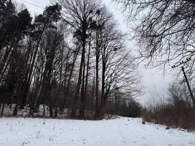 Prodej lesa, Malá Bystřice, 54751 m2