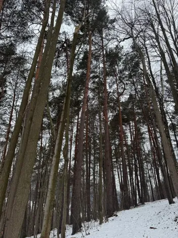 Prodej lesa, Malá Bystřice, 54751 m2