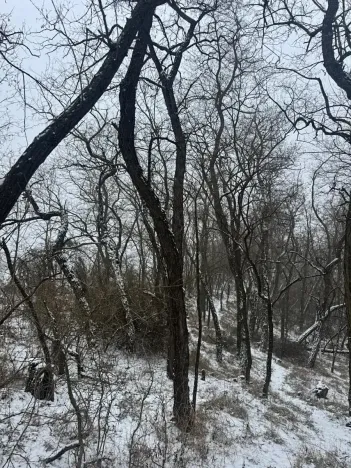 Prodej podílu lesa, Ivančice, 2330 m2