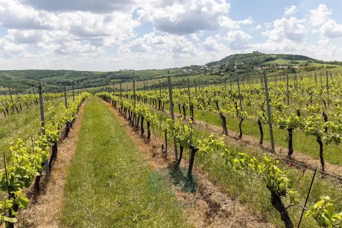 Prodej domu, Pavlov, Na Návsi, 200 m2