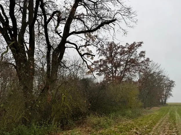 Prodej lesa, Boreč, 3833 m2