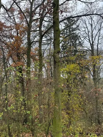 Prodej lesa, Boreč, 3833 m2