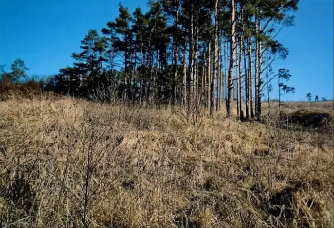 Prodej lesa, Číchov, 3220 m2