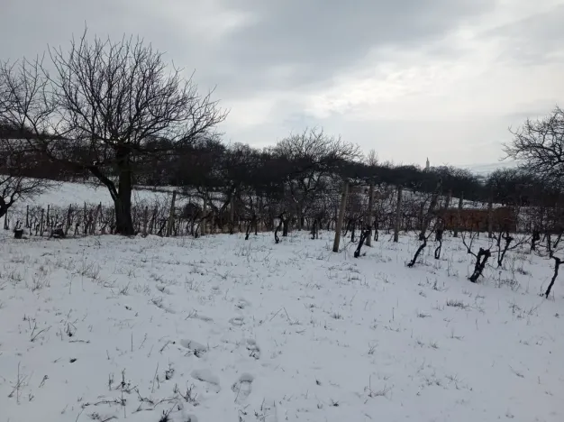 Prodej zahrady, Mikulov, Nová, 467 m2