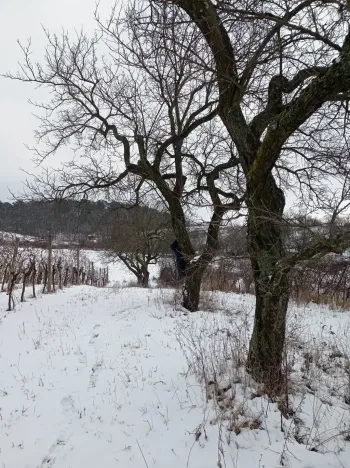 Prodej zahrady, Mikulov, Nová, 467 m2