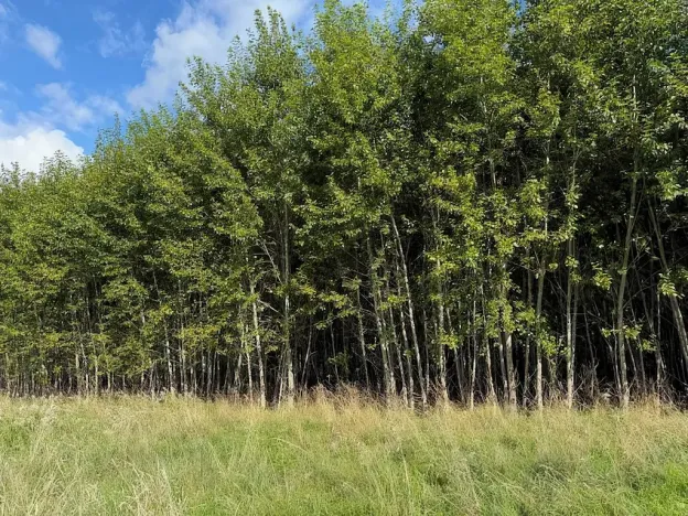 Prodej pole, Česká Kamenice, 108179 m2