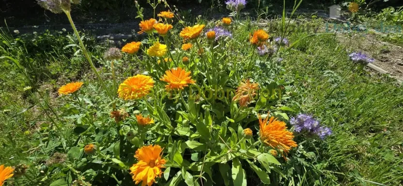 Pronájem zahrady, Opava, Těšínská, 300 m2