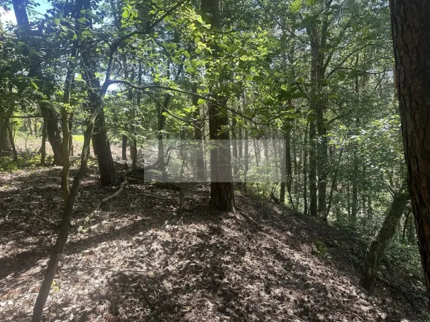 Prodej lesa, Nebužely, 27933 m2