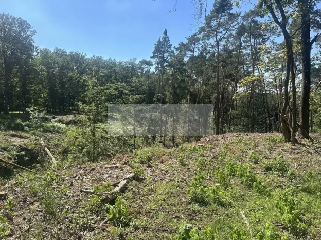 Prodej lesa, Nebužely, 27933 m2