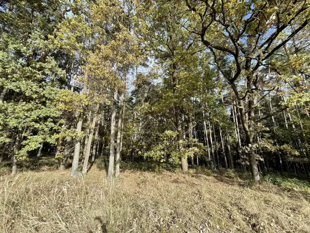 Prodej lesa, Lipí - Kaliště u Lipí, 23659 m2