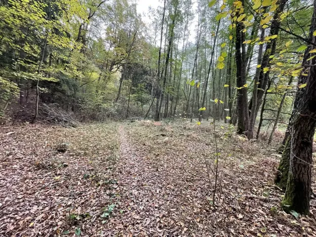 Prodej lesa, Lipí - Kaliště u Lipí, 23659 m2