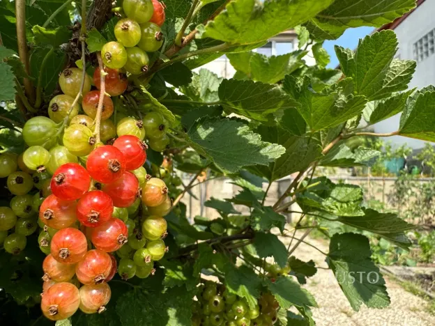 Pronájem pokoje, Brno, Kostelní zmola, 15 m2