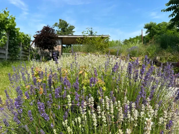 Pronájem pokoje, Brno, Kostelní zmola, 15 m2