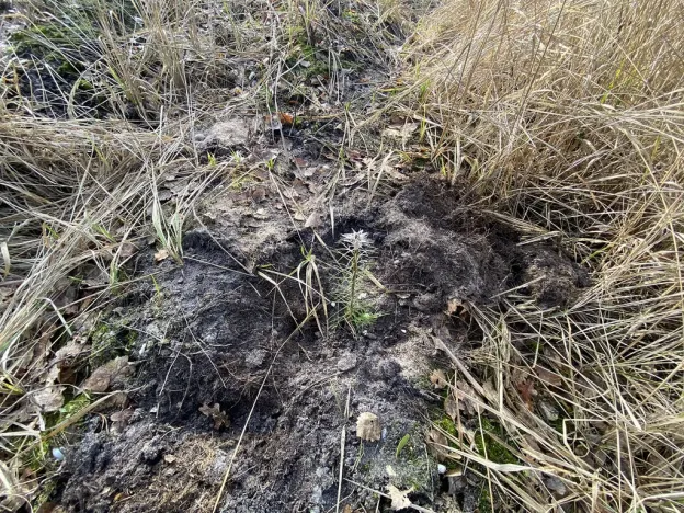 Prodej lesa, Veliny, 5028 m2