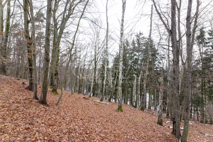 Prodej lesa, Velké Popovice, 19731 m2