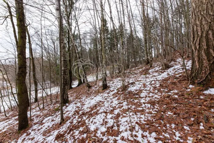 Prodej lesa, Velké Popovice, 19731 m2