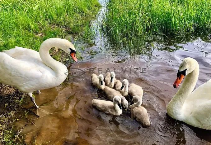 Prodej chaty, Horní Planá, 126 m2