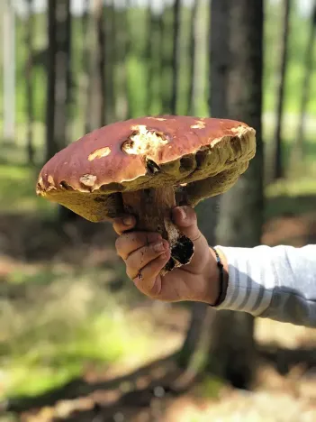 Prodej chaty, Horní Planá, 126 m2