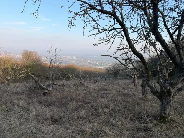 Prodej zahrady, Litoměřice - Předměstí, Veveří, 3183 m2