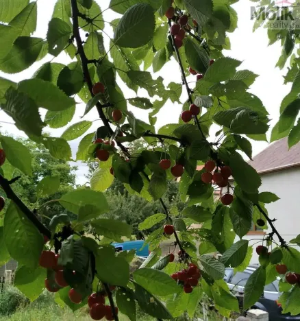 Prodej zahrady, Místo, 454 m2