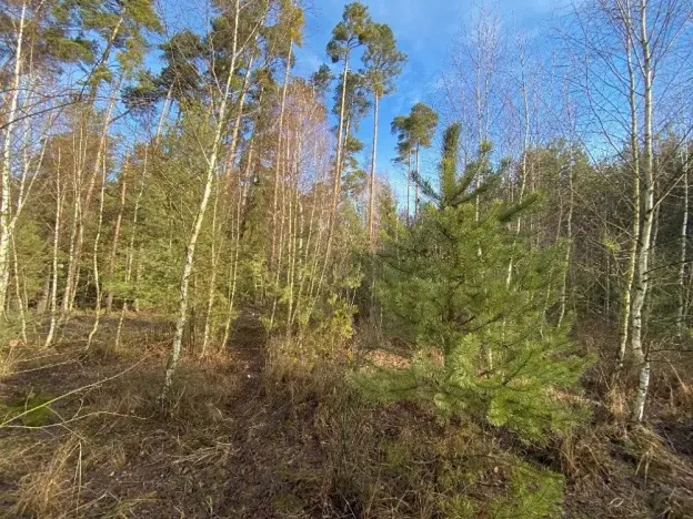 Prodej lesa, Veliny, 5028 m2