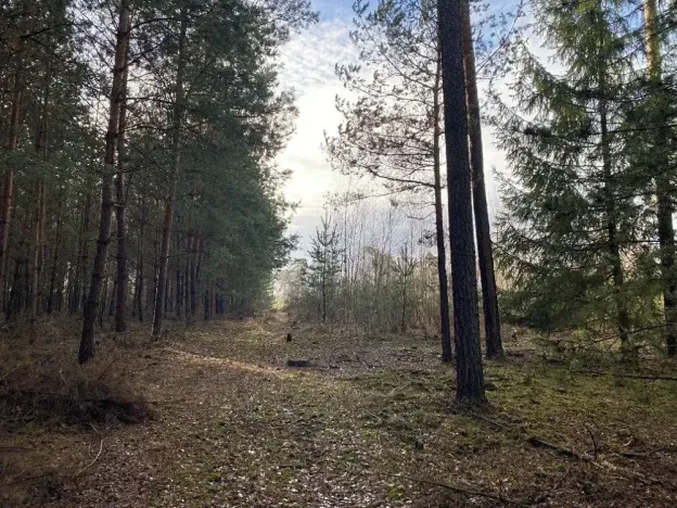 Prodej lesa, Veliny, 5028 m2