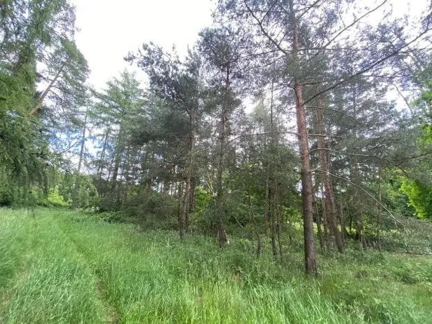 Prodej lesa, Blížejov, 11251 m2
