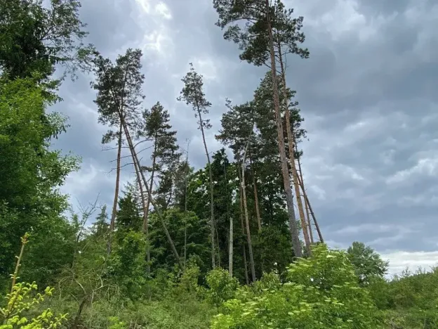 Prodej lesa, Blížejov, 12274 m2