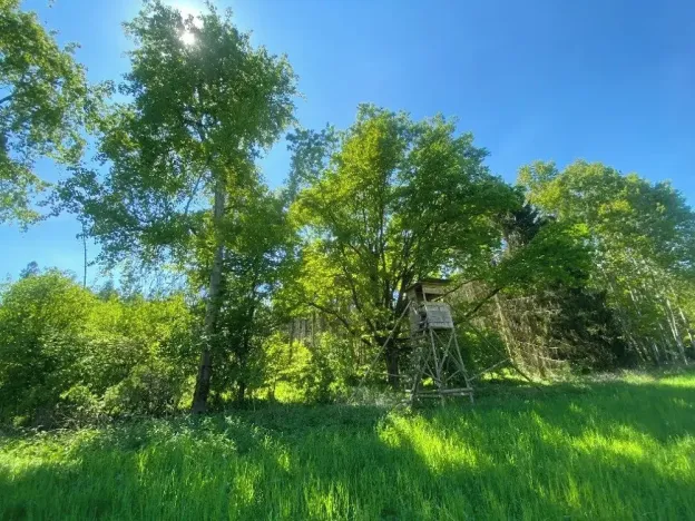 Prodej lesa, Kropáčova Vrutice, 15167 m2