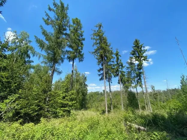 Prodej lesa, Kropáčova Vrutice, 15167 m2