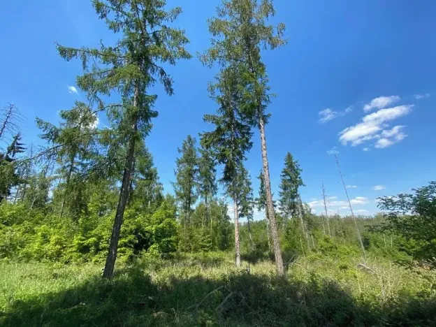Prodej lesa, Kropáčova Vrutice, 15167 m2
