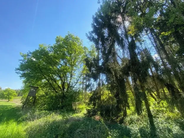 Prodej lesa, Kropáčova Vrutice, 15167 m2